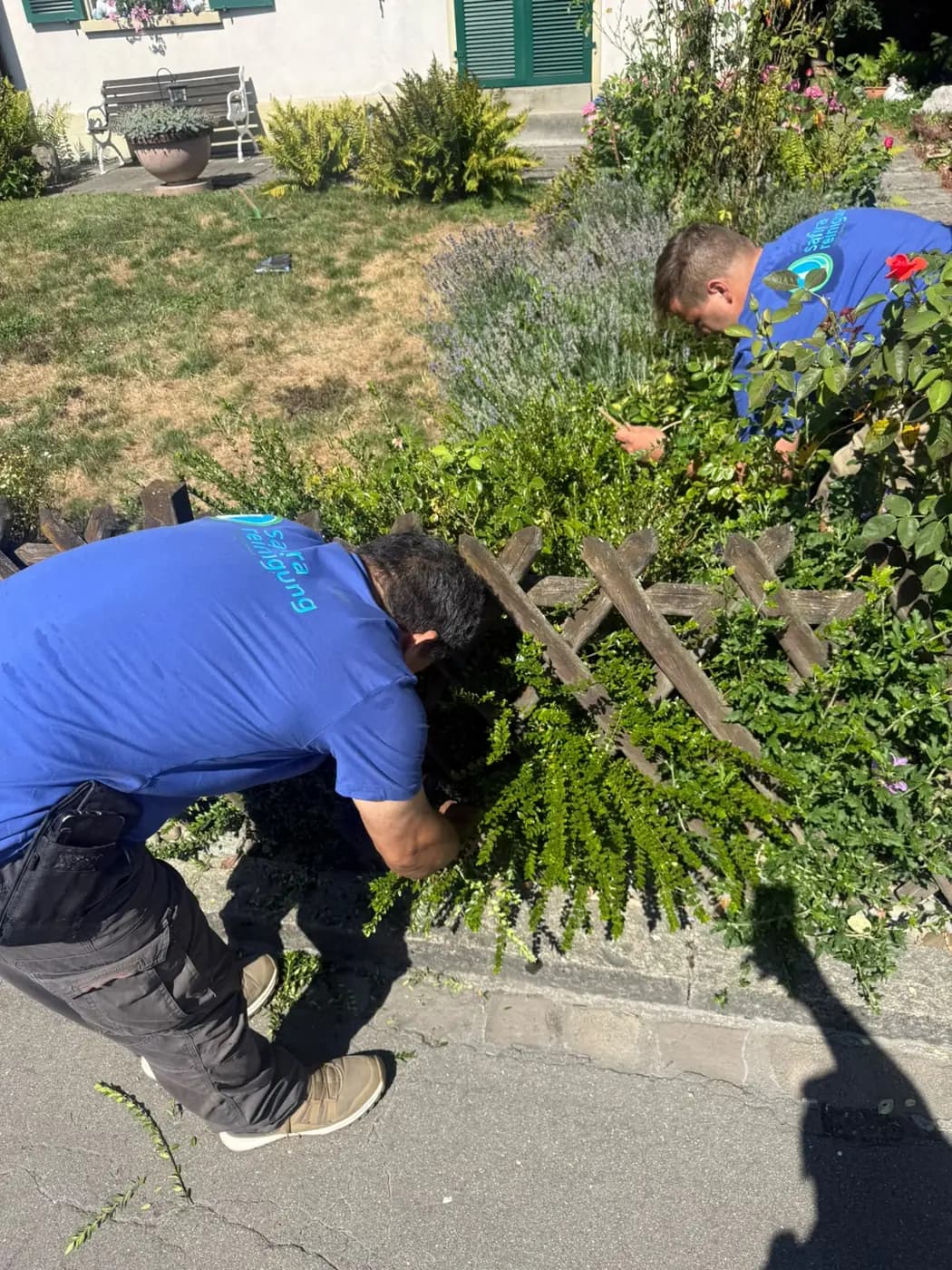 Gardener maintaining the lawn and hedges of a residential property